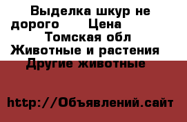 Выделка шкур не дорого!!! › Цена ­ 1 000 - Томская обл. Животные и растения » Другие животные   